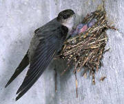 Chimney Swift